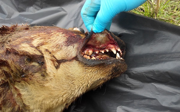 太阳成tyc7111cc:梅花社区开展美丽城镇环境卫生整治活动(图3) 太阳成tyc7111cc