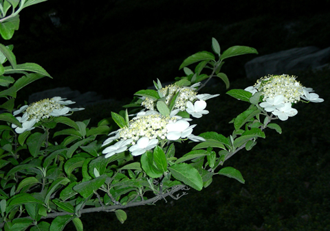 广州市黄埔区住建局:关于放开限购政策 下午会正式发文‘太阳成tyc7111cc官网’(图4) 太阳成tyc7111cc